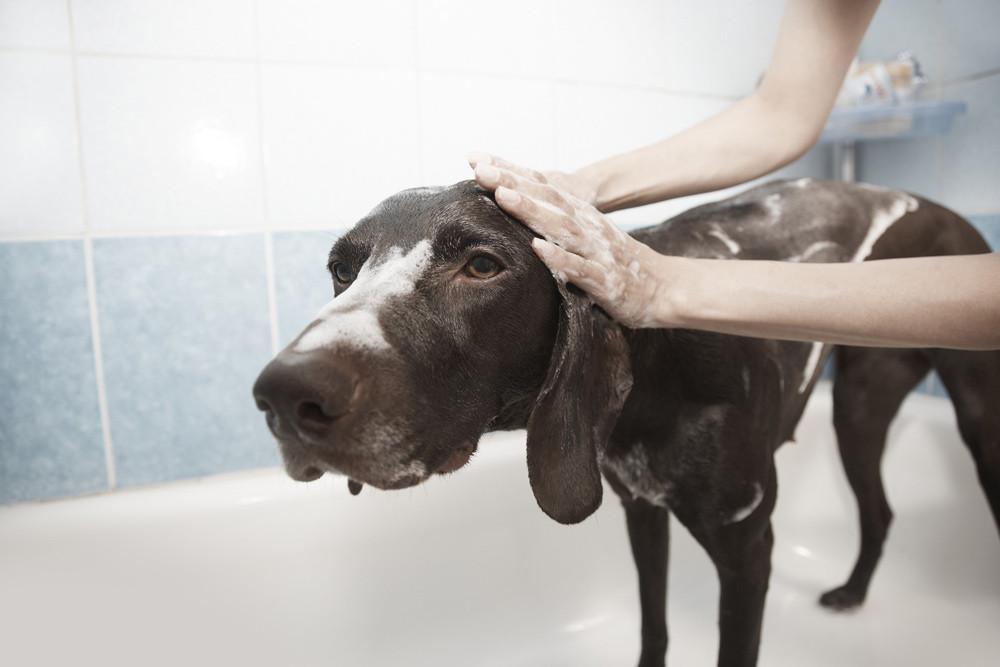 Pet spa at store home