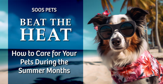 Beat the Heat: How to Care for Your Pets During the Summer Months