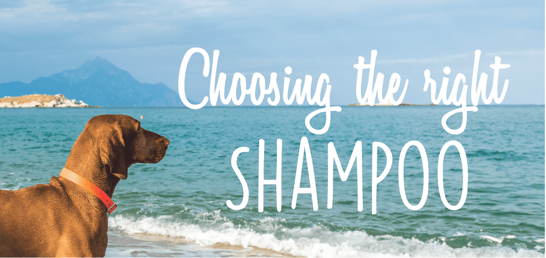 Choosing The Right Shampoo For Your Pet - Soos Pets