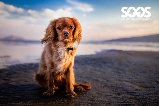 Dead Sea skin benefits and more, all for your pet! - Soos Pets
