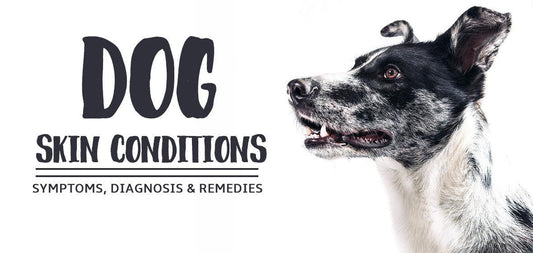 Dog Skin Conditions – Symptoms, Diagnosis, Remedies - Soos Pets