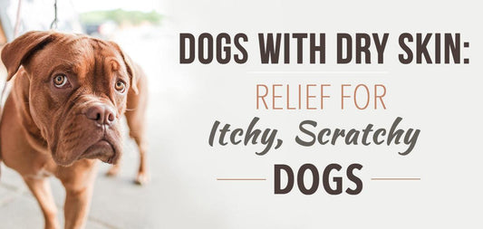 Dogs With Dry Skin: Relief For Itchy, Scratchy Dogs - Soos Pets