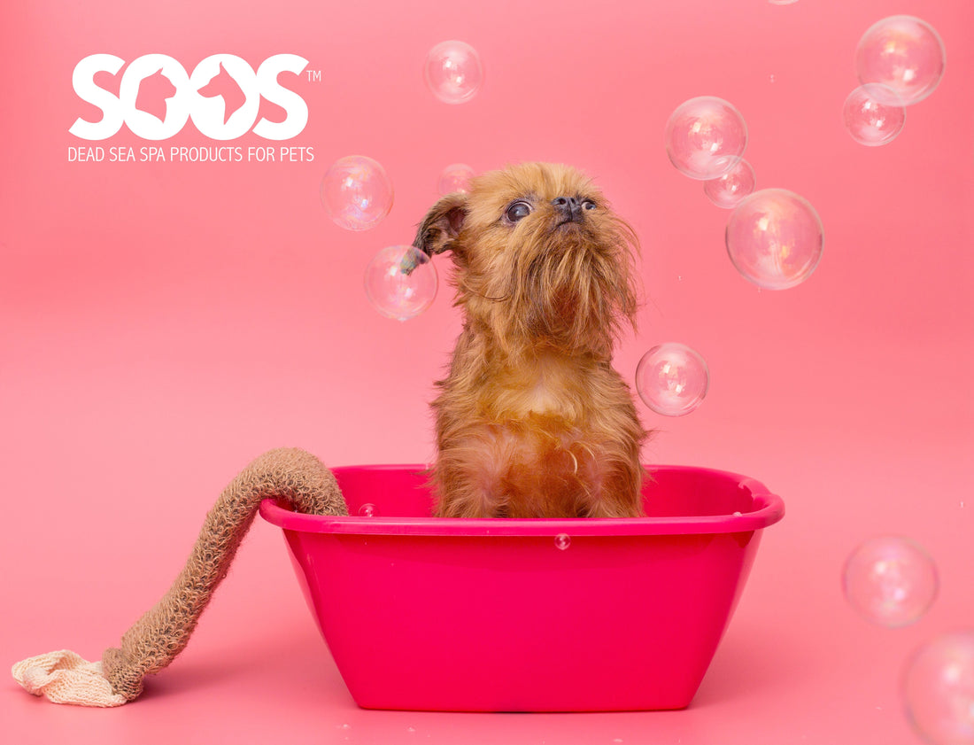 Expert Tips to Treat Your Dog to a Day of Pampering - Soos Pets