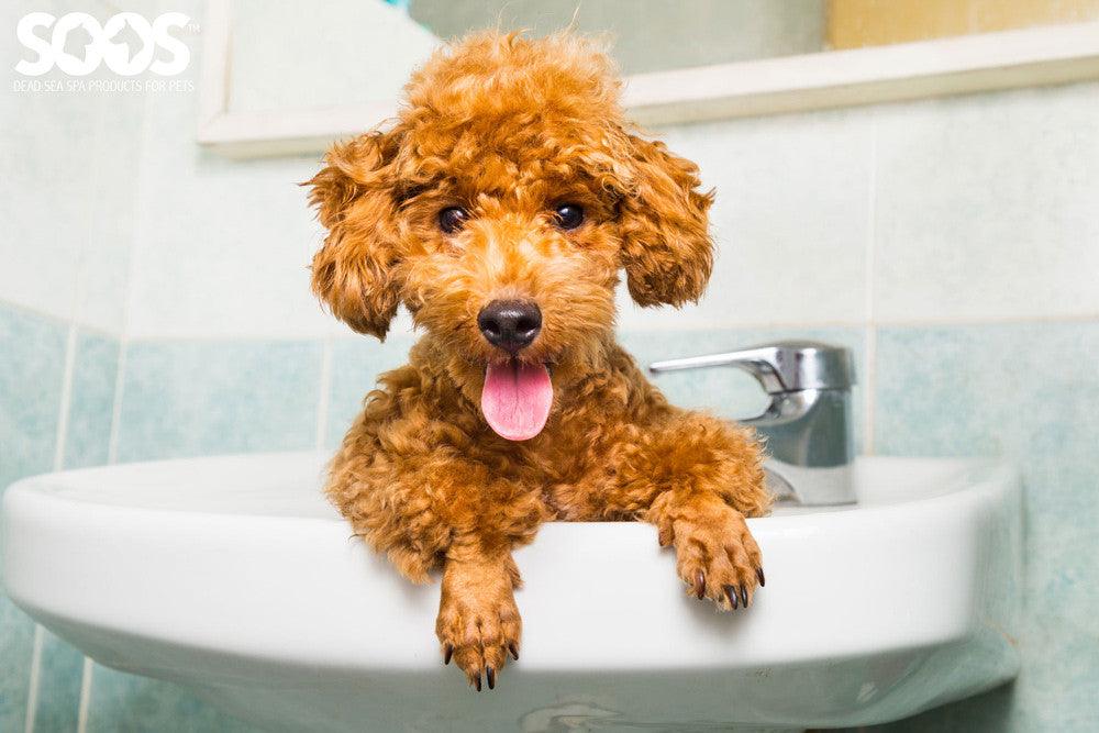 Pet Wash hacks and the best DIY tips ever! - Soos Pets