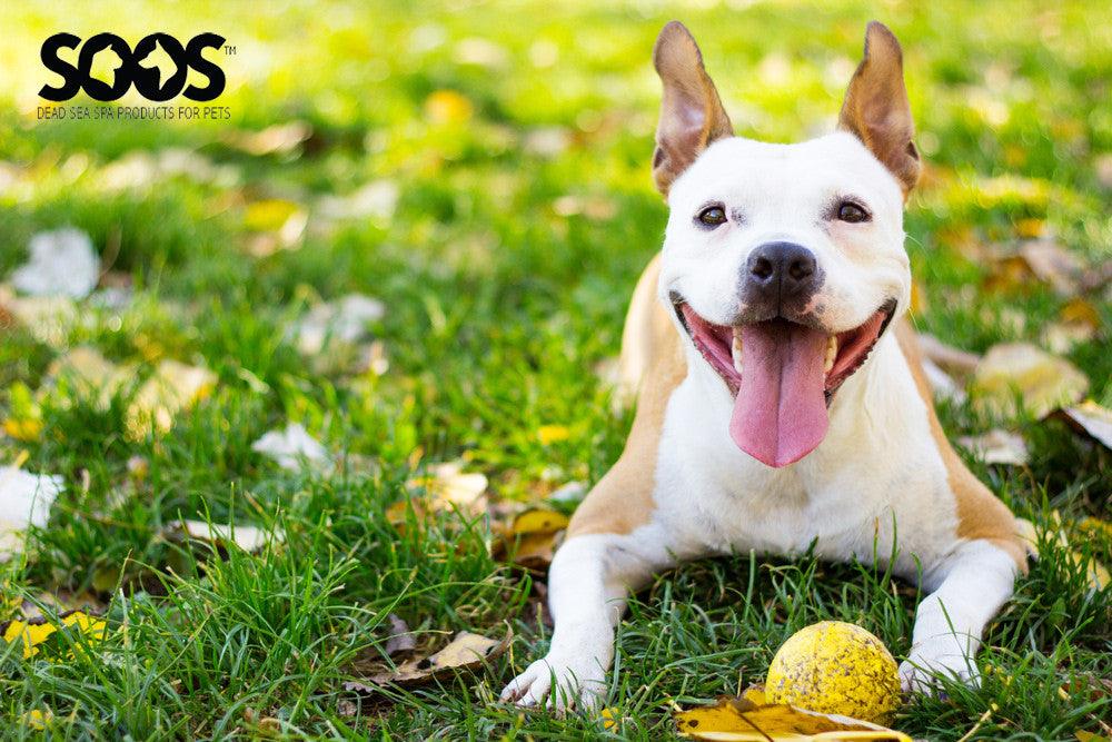 Top pet wellness tips to try this season - Soos Pets