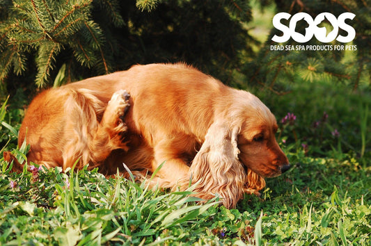 Treating hot spots on dogs, what you should know! - Soos Pets
