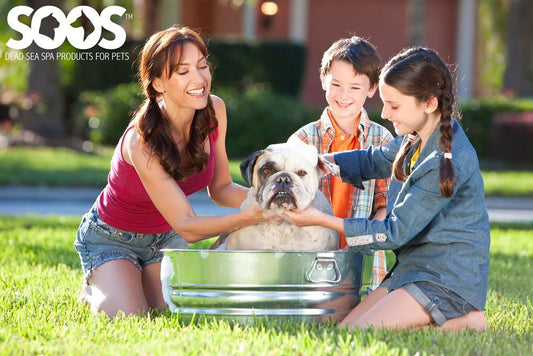Why should you choose an organic dog shampoo? - Soos Pets